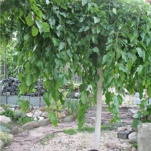 Шелковица – тутовое дерево