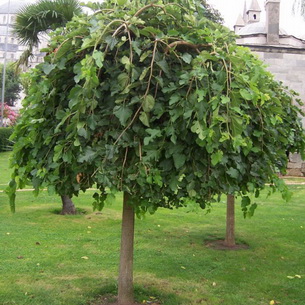 Шелковица – тутовое дерево