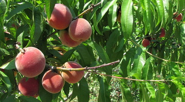 Посадка, уход и лечение персикового дерева