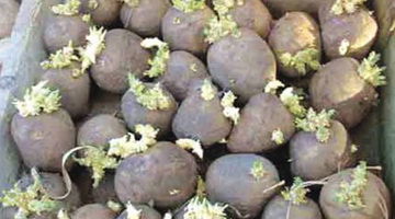 Подготовка семенных клубней картофеля к посадке
