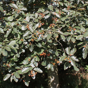 Рябина шведская промежуточная (Sorbus intermedia)  и её фото