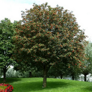 Рябина шведская промежуточная (Sorbus intermedia)  и её фото