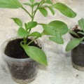 Выращивание петунии, выращивание петунии из семян