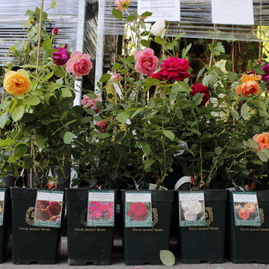 Саженцы роз: хранение и посадка ранней весной