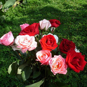 Саженцы роз: хранение и посадка ранней весной