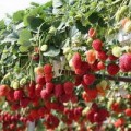 Секреты выращивания клубники: как получить хороший урожай
