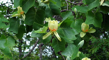 Лириодендрон или тюльпановое дерево