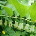 Цветок купена: фото и описание растения