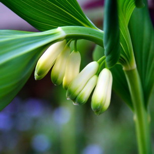 Цветок купена: фото и описание растения