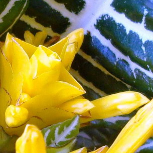 Цветок афеляндра: виды и уход в домашних условиях