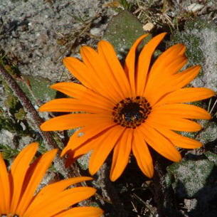 Цветы арктотис: виды и сорта, выращивание и уход