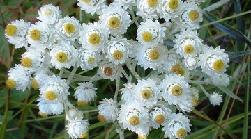 Цветок афеляндра: виды и уход в домашних условиях