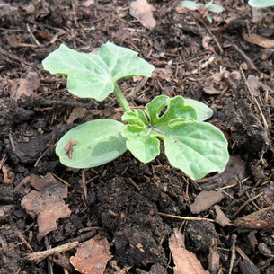 Арбуз: лучшие сорта, выращивание и уход в теплице и открытом грунте