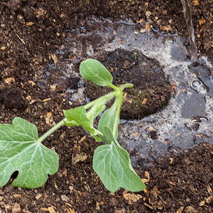 Арбуз: лучшие сорта, выращивание и уход в теплице и открытом грунте