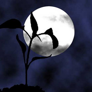 Влияние фаз Луны на рост и развитие растений