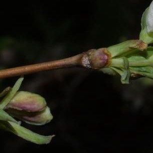 Растение жимолость (Lonicera): фото и описание, посадка и уход