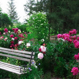 Лучшие многолетние декоративные цветы для сада