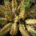 Вредители кактусов и других суккулентов