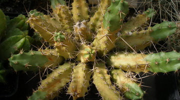 Вредители кактусов и других суккулентов