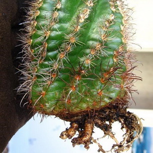 Болезни и вредители кактусов с фото