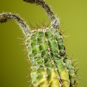 Как вылечить кактус от сухой гнили
