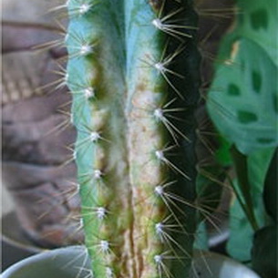 Как вылечить сухие пятна на кактусе