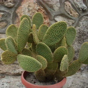 Болезни и вредители кактусов с фото