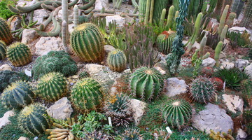 Различные виды и рода кактусов