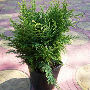 Кипарисовик – хвойное растение