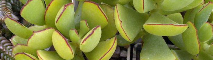 Комнатное растение котиледон: фото видов, уход в домашних условиях
