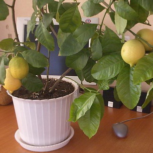 Лимонное дерево: описание сортов и уход дома