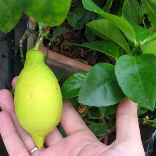 Лимонное дерево: описание сортов и уход дома