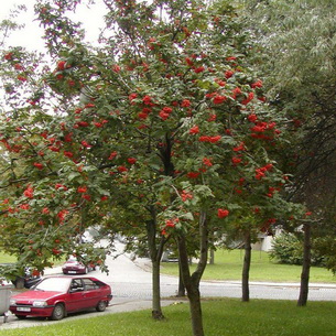Рябина Фото Дерева И Листьев И Плодов