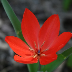 Тюльпан: характеристика сортов и технология выращивания