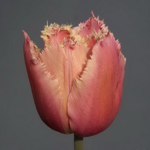 Тюльпан: характеристика сортов и технология выращивания