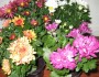 Хризантема комнатная: агротехника выращивания