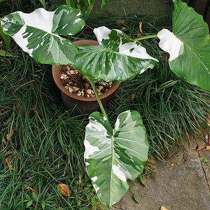 Комнатное Растение С Белыми Листьями Фото