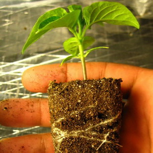Белопероне: особенности и агротехника выращивания