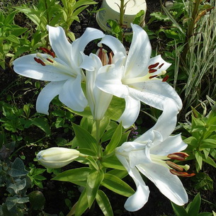 Белая Лилия Фото Цветок
