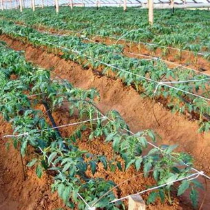 Комплексная защита растений от болезней и вредителей
