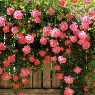 Плетистые розы: описание, выращивание и размножение