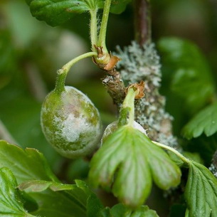 Защита ягодных кустарников от болезней и вредителей