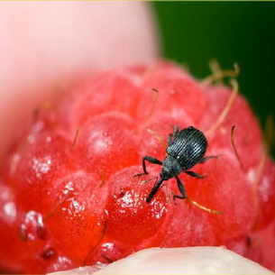 Защита ягодных кустарников от болезней и вредителей