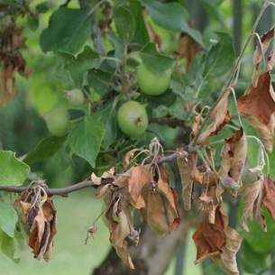 Вредители и болезни яблони и груш и борьба с ними