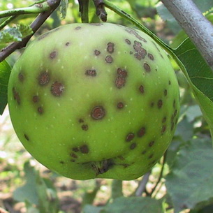 Болезни и повреждения яблок и груш