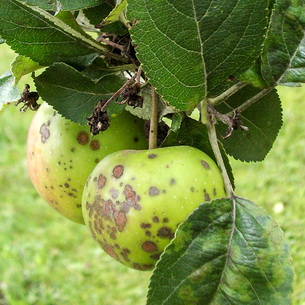 Вредители и болезни яблони и груш и борьба с ними