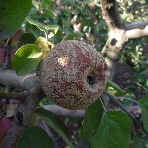 Болезни и повреждения яблок и груш