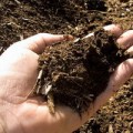 Способы повышения плодородия почв на участке