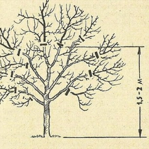 Правильная обрезка плодовых деревьев и формирование кроны