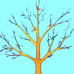 Правильная обрезка плодовых деревьев и формирование кроны